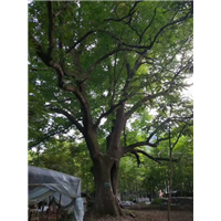 七叶树苗