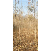 河南七叶树