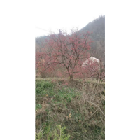 山茱萸