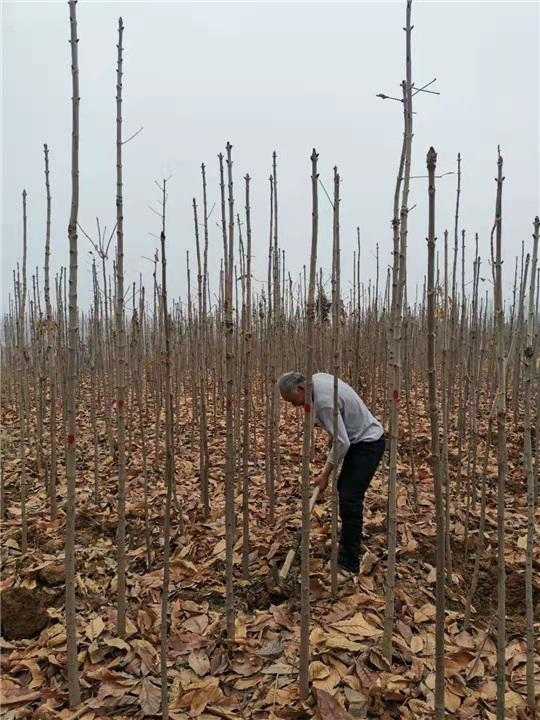 河南山茱萸