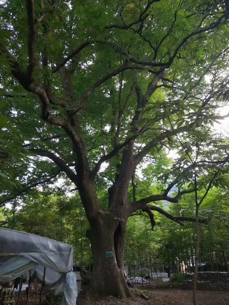 七叶树苗