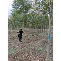 河南七叶树 