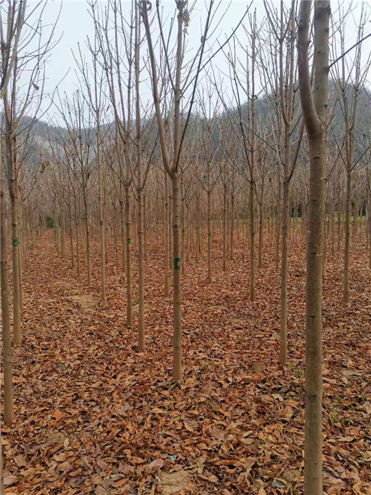 河南七叶树