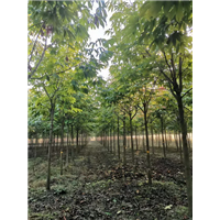 河南七叶树苗