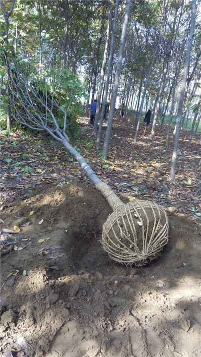 七叶树