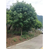 河南七叶树苗