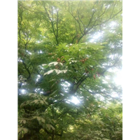 七叶树