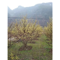 山茱萸