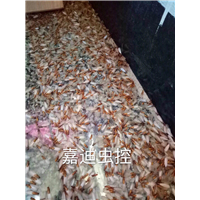 石狮白蚁防治 