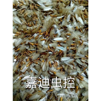 泉州灭蟑螂/以及消毒、消杀 