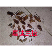 除蟑效果 