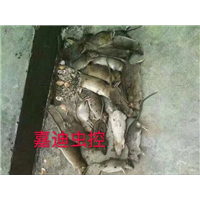 专业除鼠 