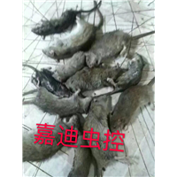 灭鼠效果 