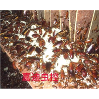 杀蟑螂效果 