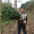 广西**的草珊瑚种植基地
