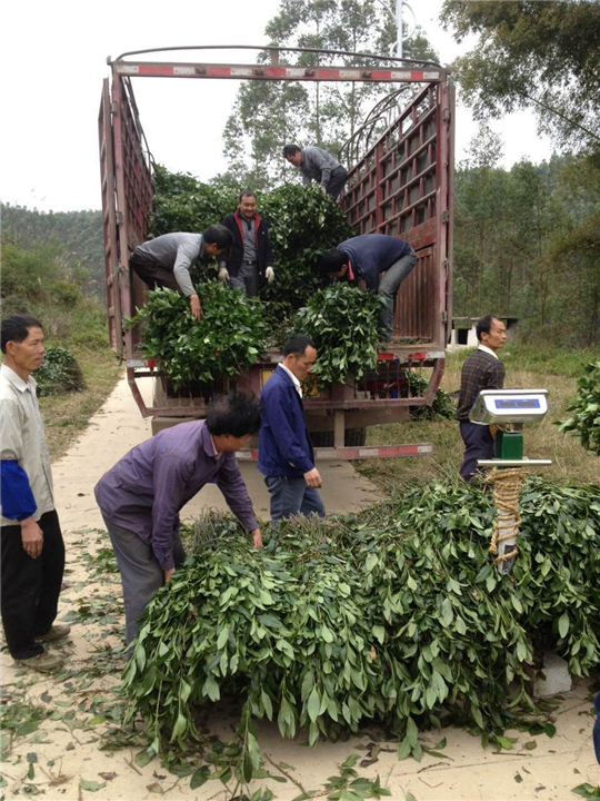 草珊瑚