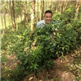 南宁草珊瑚种植基地 