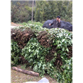 草珊瑚