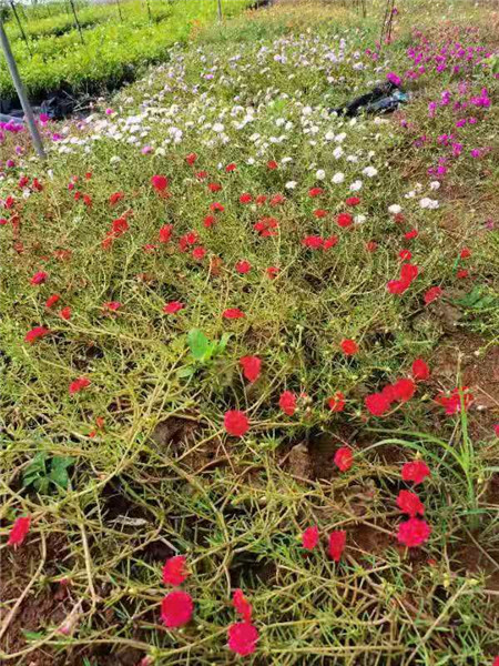 太阳花种植方法