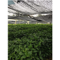 草珊瑚推广会