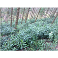 草珊瑚种苗出售 