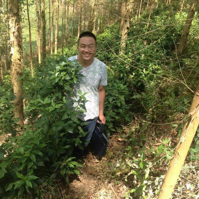 广西草珊瑚供应 