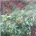 南宁草珊瑚种植基地