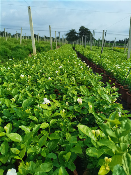 茉莉花供应