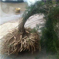 广西大天冬苗作用