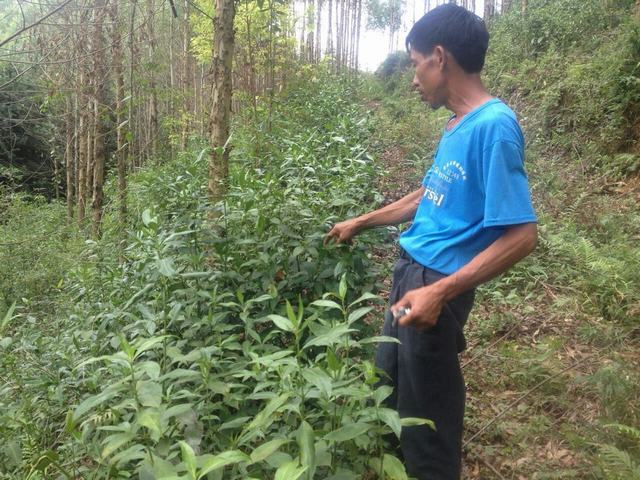 永发草珊瑚种植基地 