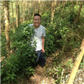 广西草珊瑚供应 