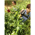 草珊瑚苗一颗多少钱 