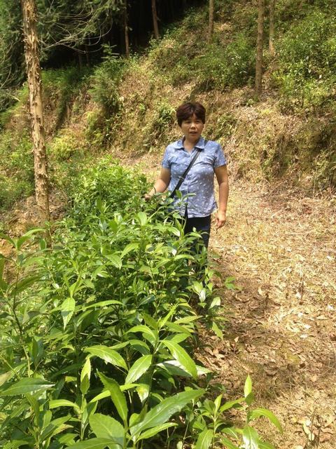 广西有没有草珊瑚种植 