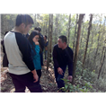 南宁草珊瑚苗