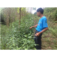 永发草珊瑚种植基地 