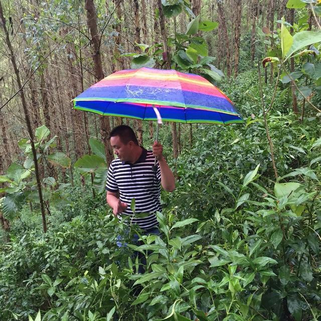 南宁草珊瑚供应 