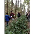 百色草珊瑚苗供应