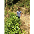 广西草珊瑚批发价格 