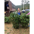 草珊瑚