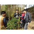 广西南宁草珊瑚批发市场 