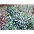 草珊瑚供应 