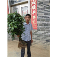 广西草珊瑚苗价格 