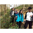 贵港有没有草珊瑚苗批发？