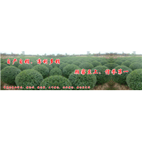 河南大叶黄杨基地 