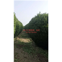 冠幅3米大叶黄杨球 