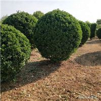 河南大叶黄杨基地 