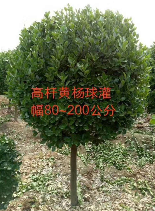高杆黄杨球 