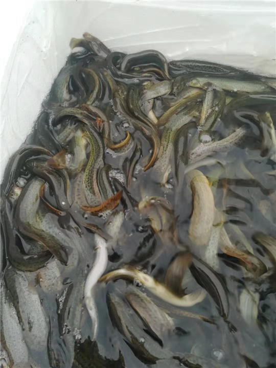 广东鱼苗养殖 