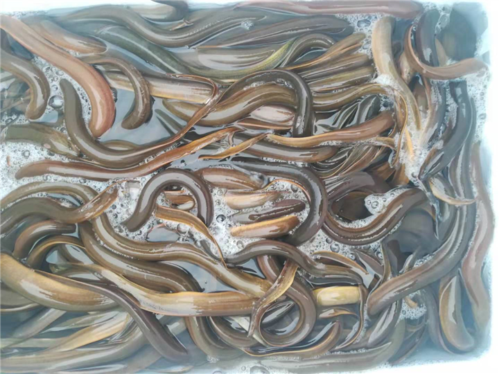韶关鱼苗 