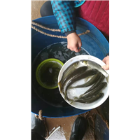 韶关水产养殖 